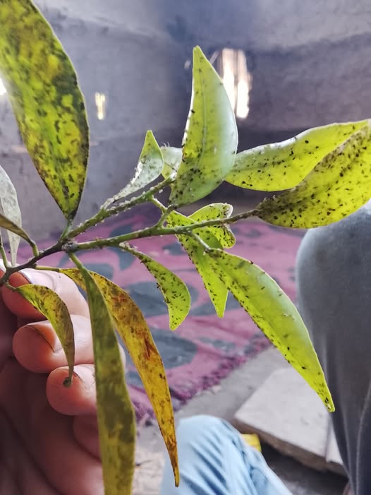 افضل رش للمن للموالح